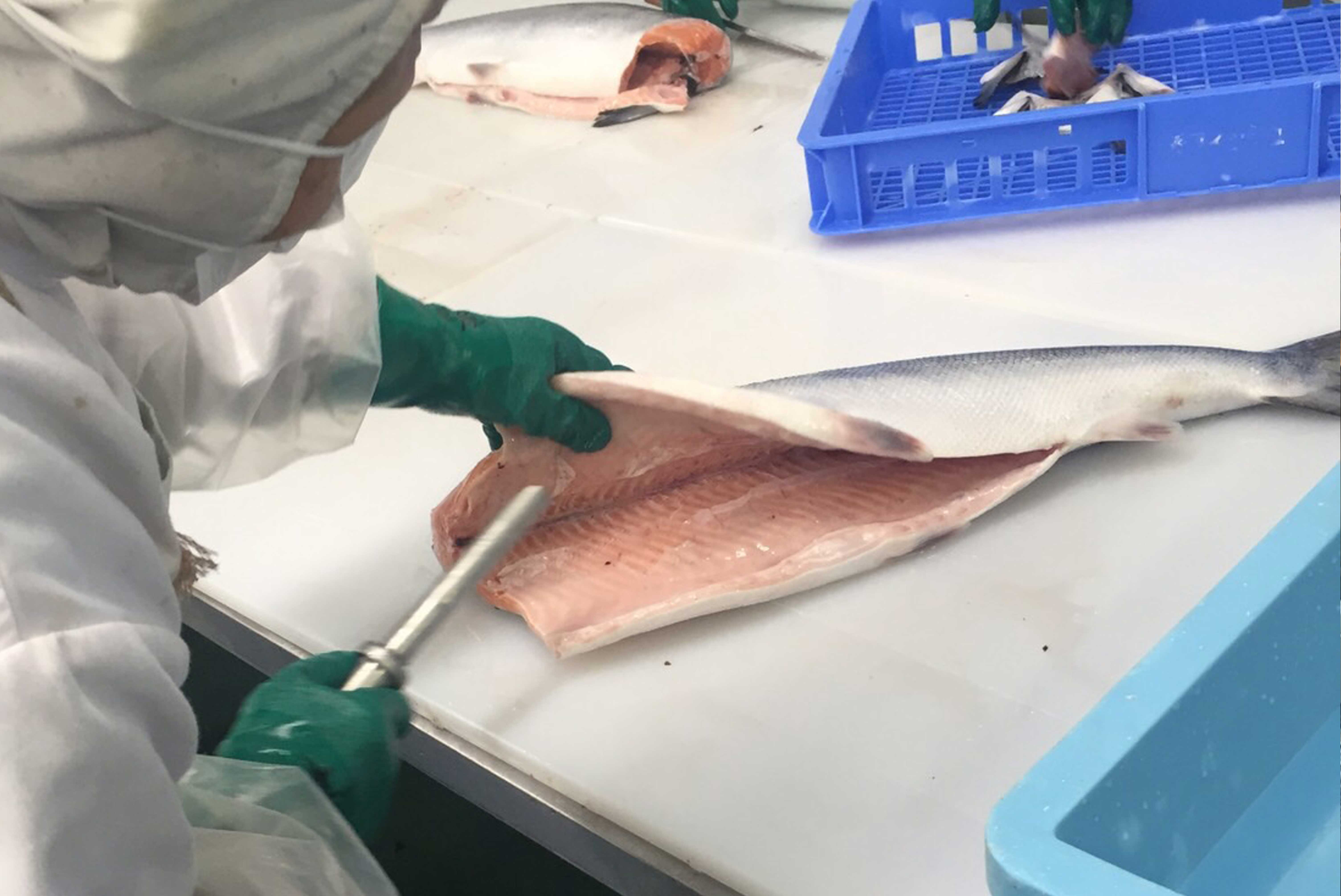 魚を捌いている職場風景