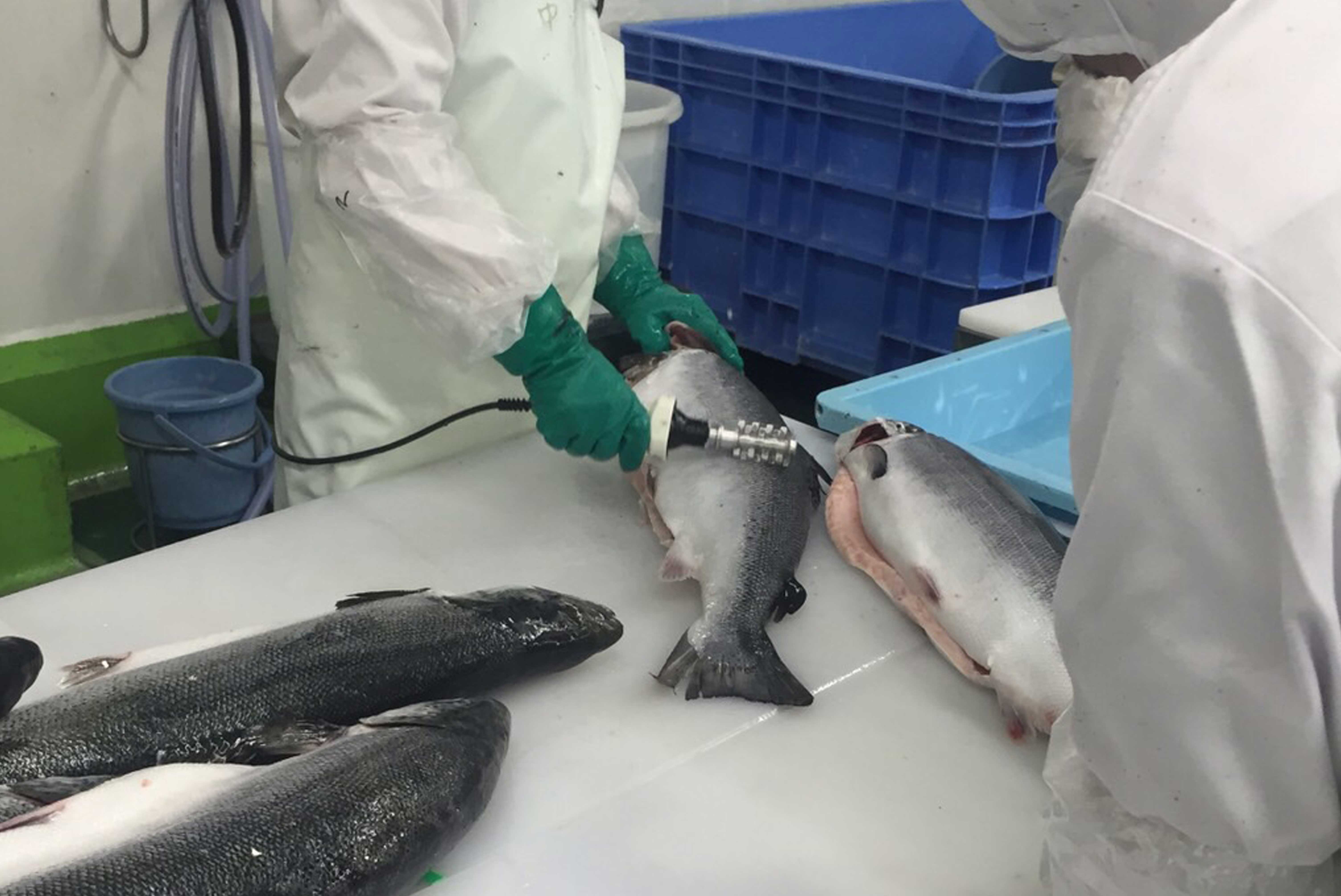 魚の鱗取りをしている職場風景